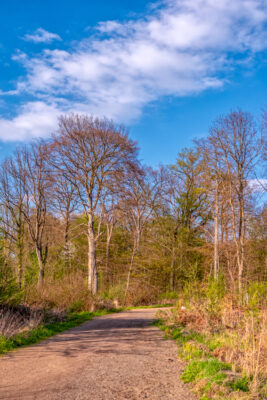 2023-04-FCa-0064-Ville-Wald