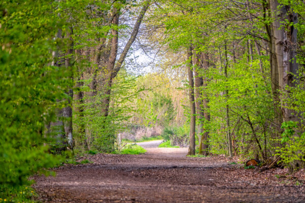 2023-04-FCa-0065-Ville-Wald