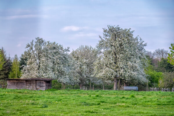 2023-04-FCa-0066-Ville-Bluehende-Obstbaeume