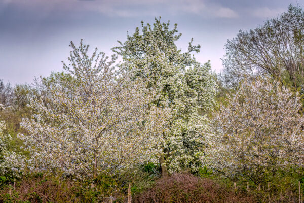 2023-04-FCa-0067-Ville-Bluehende-Obstbaeume