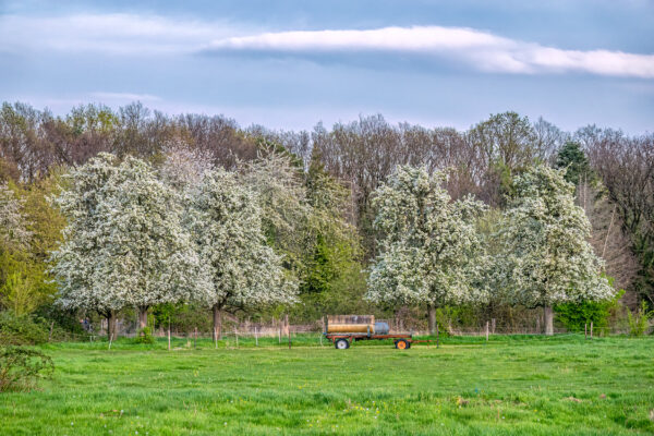 2023-04-FCa-0068-Ville-Bluehende-Obstbaeume