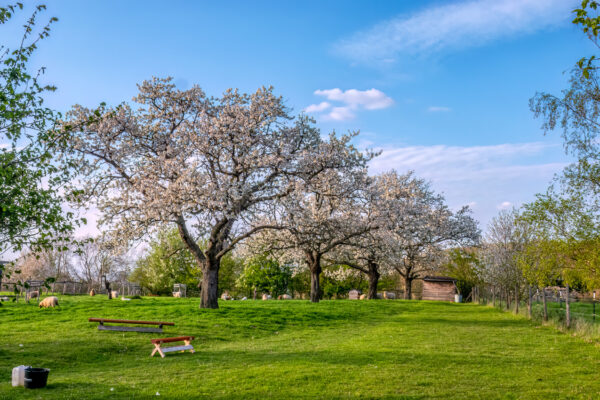 2023-04-FCa-0069-Ville-Bluehende-Obstbaeume