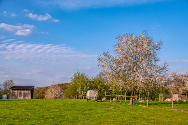 2023-04-FCa-0070-Ville-Bluehende-Obstbaeume