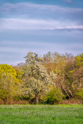 2023-04-FCa-0073-Ville-Bluehende-Obstbaeume