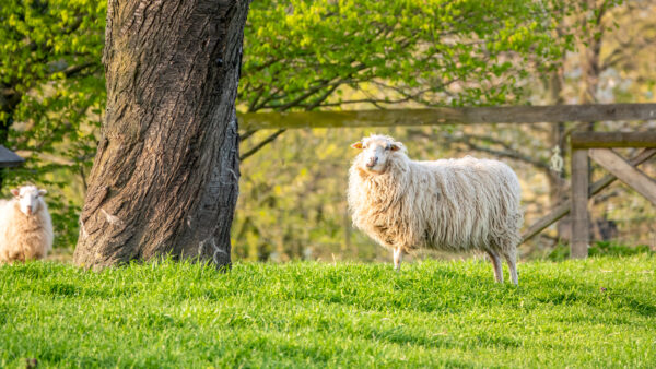 2023-04-FCa-0074-Schaf