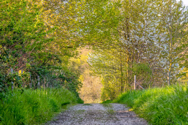 2023-04-FCa-0075-Gruener-Durchgang