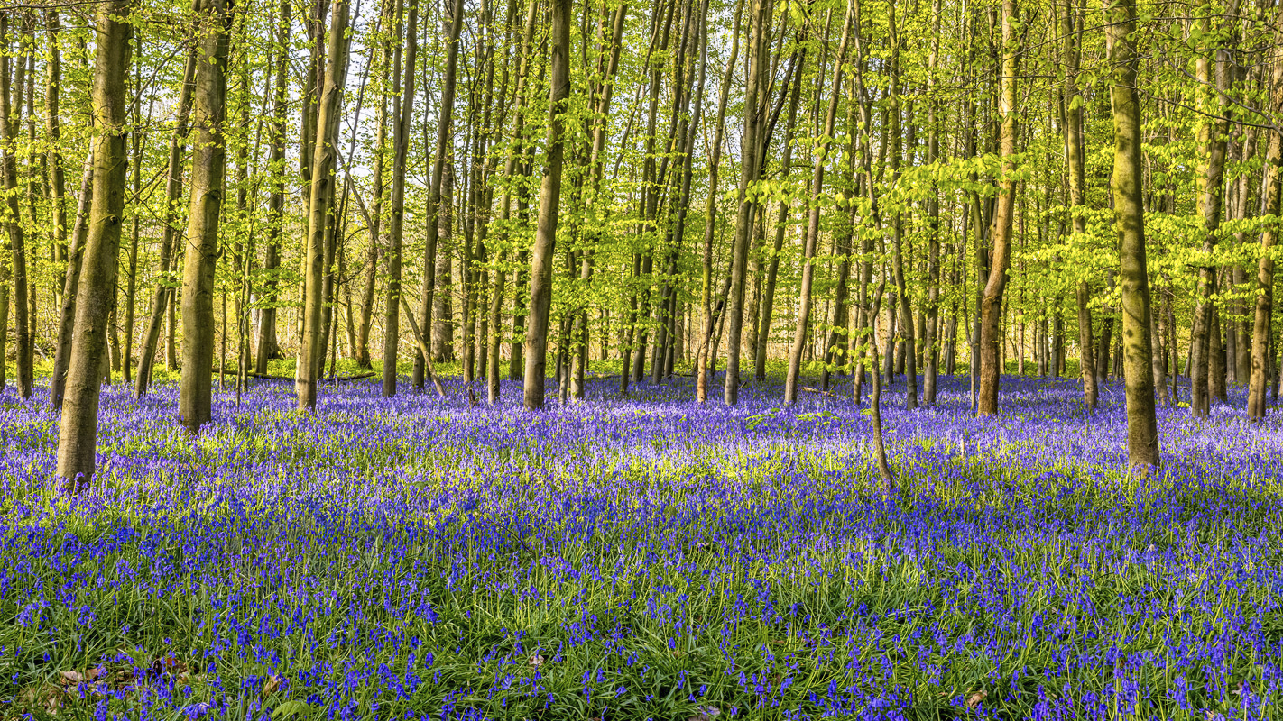 2023-04-FCa-0077-Hasengloeckchen-Wald