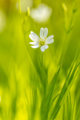 2023-04-FCa-0078-Sternmiere