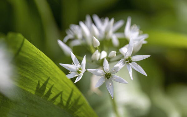 2023-04-FCa-0079-Baerlauch
