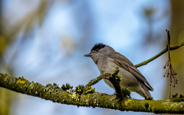 2023-04-FCa-0080-Moenchsgrasmuecke-maennlich