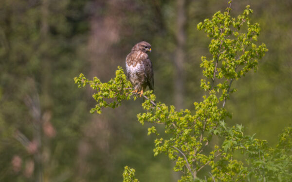 2023-04-FCa-0082-Maeusebussard