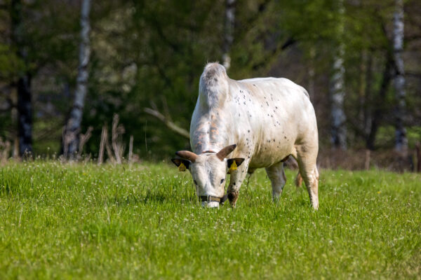 2023-04-FCa-0083-Zebu-Buckelrind