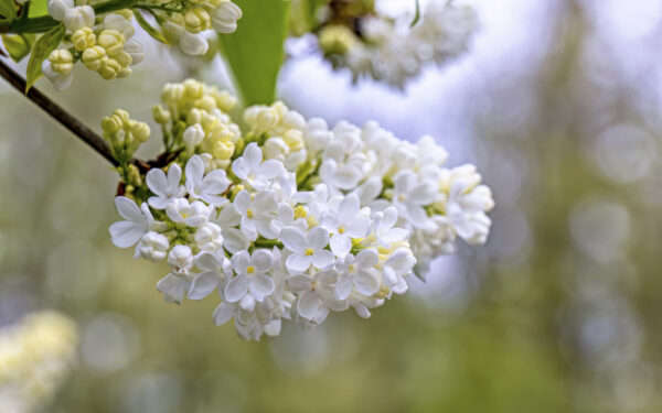 2023-04-FCa-0085-Flieder-weiss