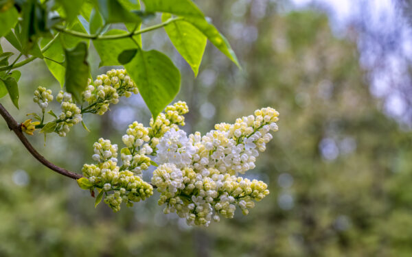 2023-04-FCa-0086-Flieder-weiss