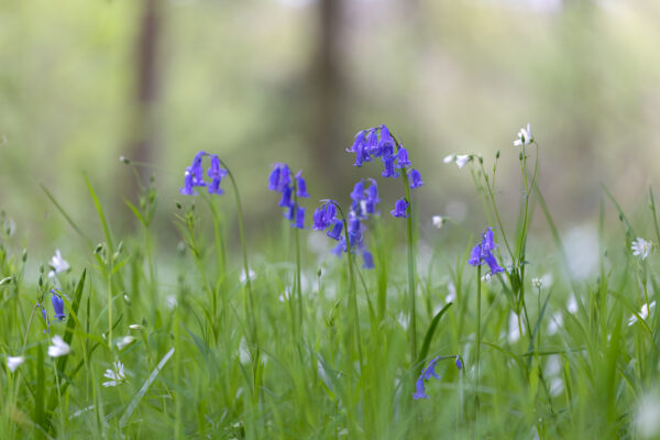 2023-04-FCa-0087-Hasengloeckchen-Sternmiere