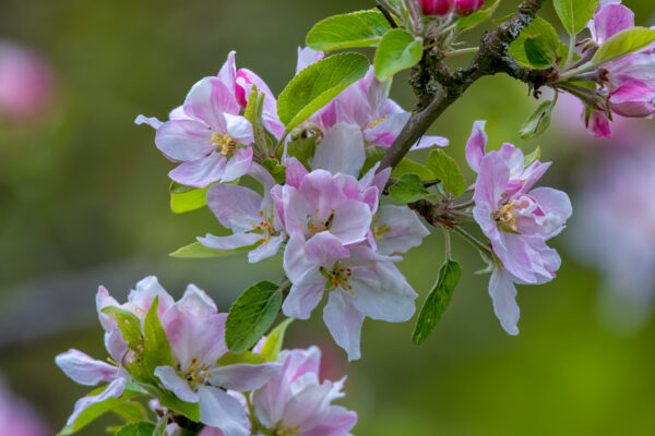 2023-04-FCa-0088-Apfelbaumblueten