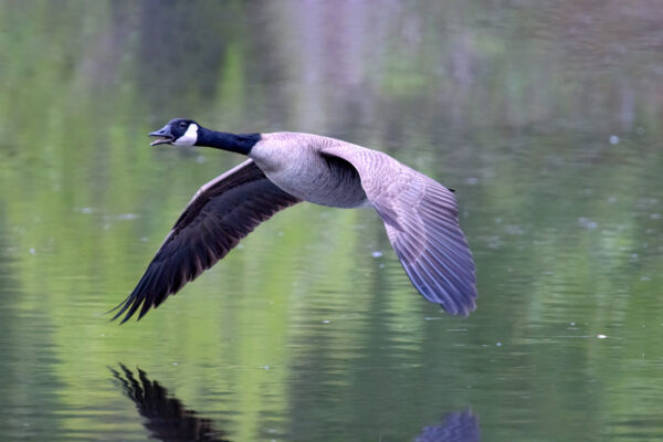 2023-04-FCa-0089-Kanadagans