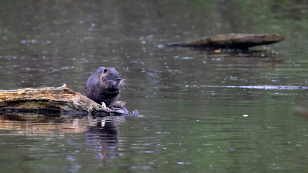 2023-04-FCa-0091-Nutria