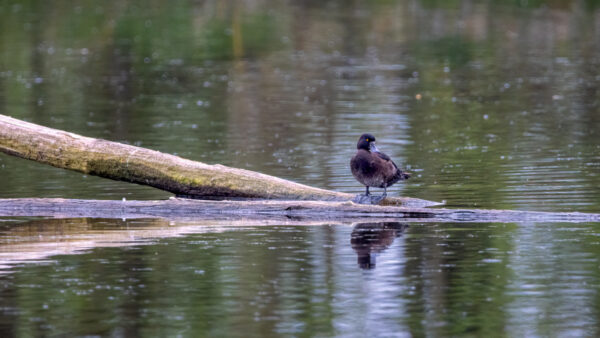 2023-04-FCa-0092-Reiherente-weiblich