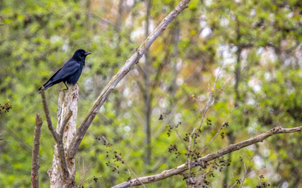 2023-04-FCa-0095-Rabenkraehe