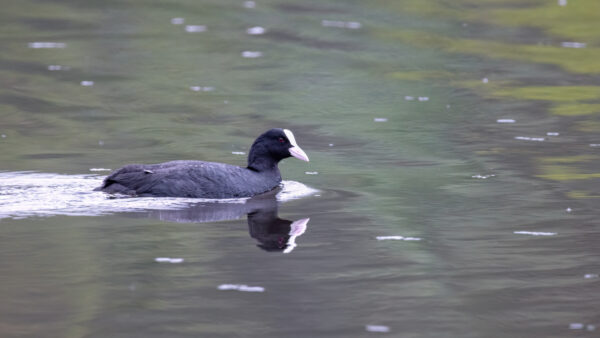 2023-04-FCa-0097-Blaesshuhn