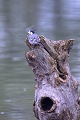 2023-04-FCa-0098-Bachstelze