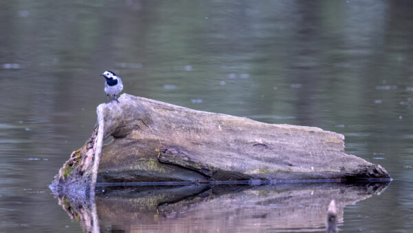 2023-04-FCa-0099-Bachstelze