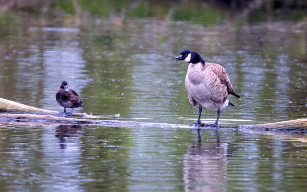 2023-04-FCa-0100-Reiherente-weiblich-Kanadagans