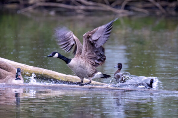 2023-04-FCa-0102-Kanadagans