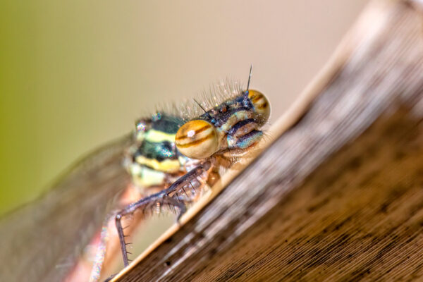 2023-04-FCa-0104-Adonislibelle