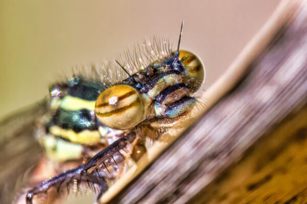 2023-04-FCa-0105-Adonislibelle