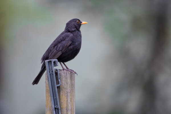 2023-05-FCa-0002-Amsel-maennlich