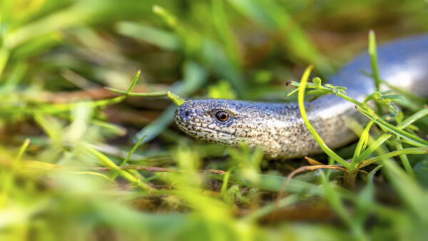 2023-05-FCa-0004-Blindschleiche