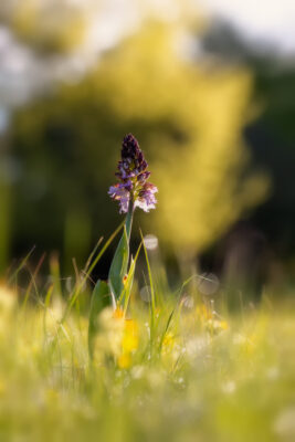 2023-05-FCa-0005-Purpur-Knabenkraut