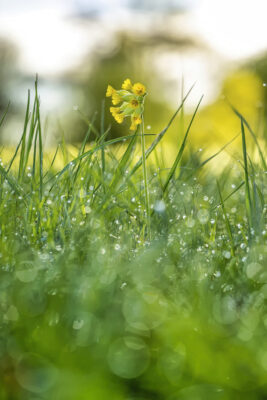 2023-05-FCa-0006-Schluesselblume