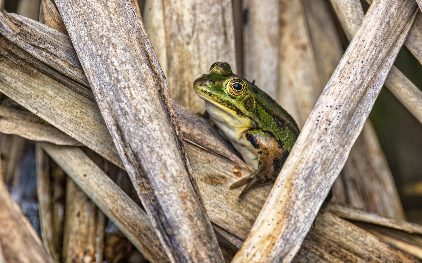 2023-05-FCa-0008-Wasserfrosch