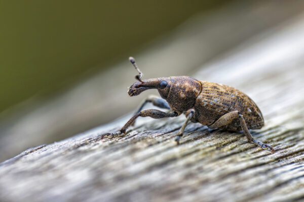 2023-05-FCa-0009-Distelgallenruessler