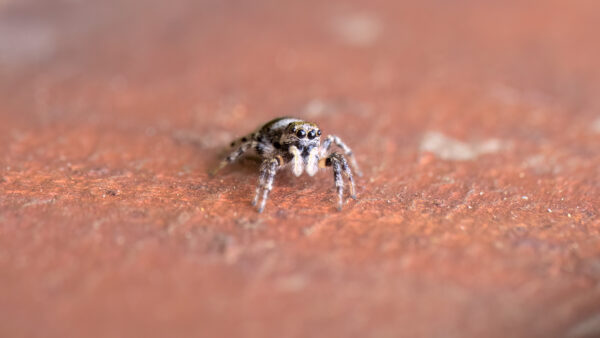 2023-05-FCa-0010-Zebraspringspinne