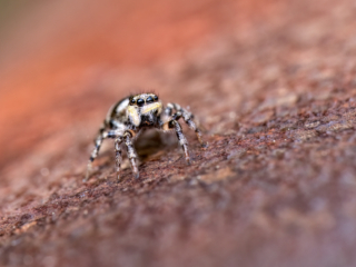 2023-05-FCa-0011-Zebraspringspinne