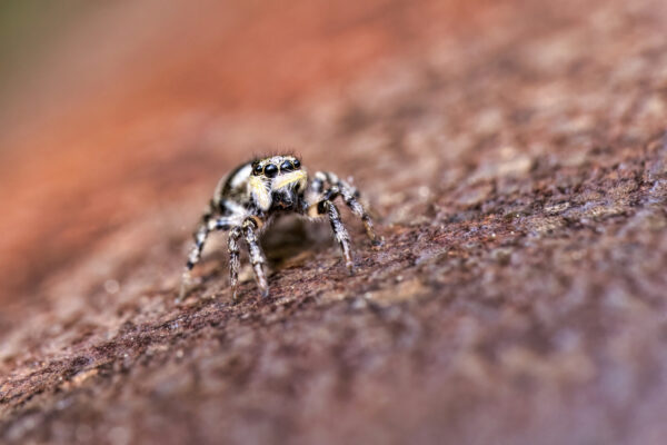 2023-05-FCa-0011-Zebraspringspinne