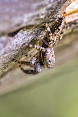 2023-05-FCa-0012-Rindenspringspinne