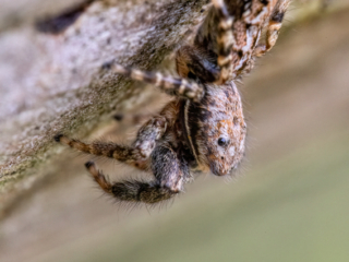 2023-05-FCa-0012-Rindenspringspinne