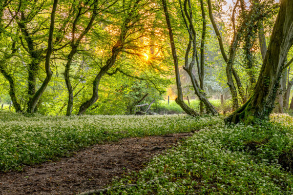 2023-05-FCa-0014-Baerlauchwald