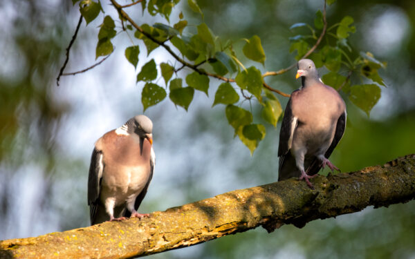 2023-05-FCa-0016-Ringeltauben