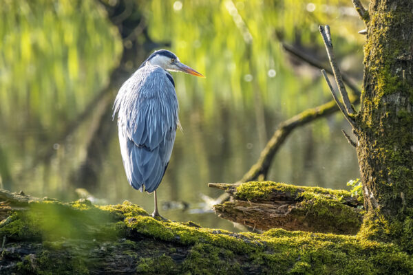 2023-05-FCa-0017-Graureiher