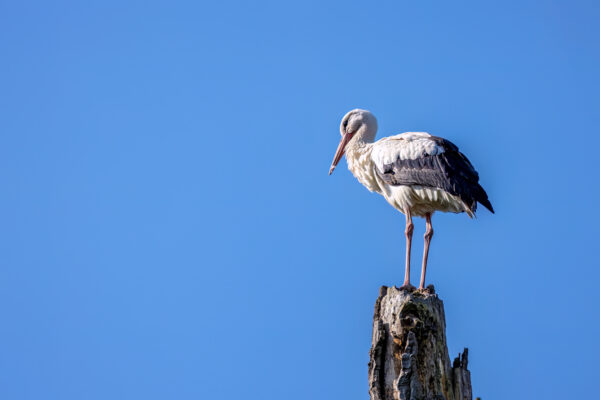 2023-05-FCa-0018-Weissstorch