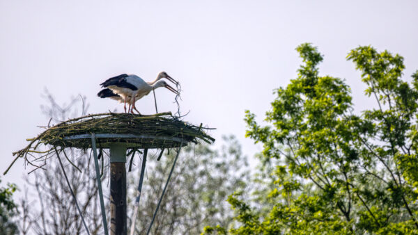 2023-05-FCa-0021-Weissstoerche-Horst