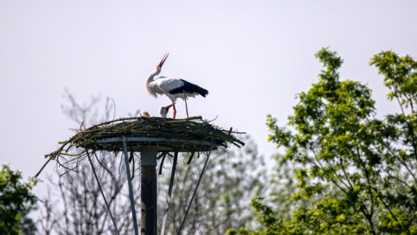 2023-05-FCa-0022-Weissstoerche-Horst