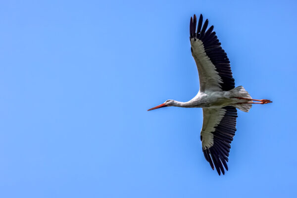 2023-05-FCa-0023-Weissstorch