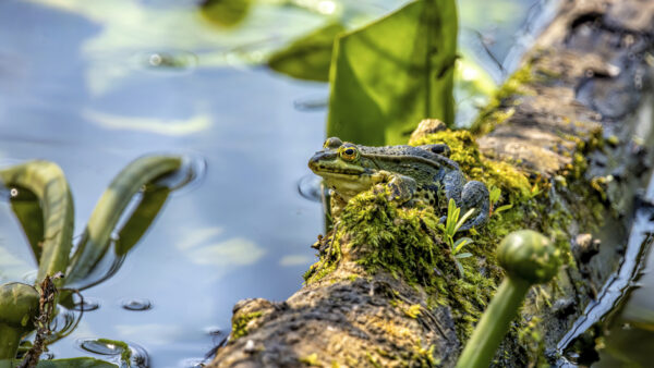 2023-05-FCa-0024-Wasserfrosch